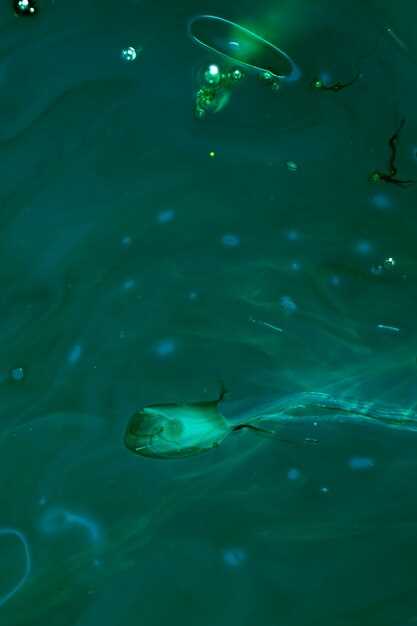 Волшебство вакаме: как свежий морской водоросль превращается в изысканную закуску
