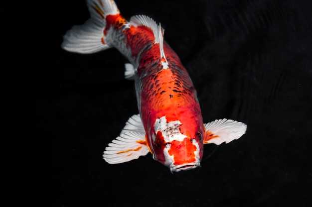 Загадочные и необычные факты о японской рыбе, которые вы точно не знали